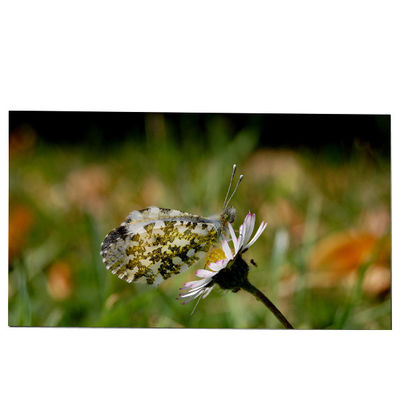 Harga yang bagus LM270WQB-SSA1 27.0 inci LCD Screen Module 2K 240hz IPS untuk AW2721D on line