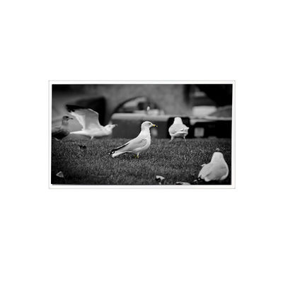 Harga yang bagus 1200*1920 QV080WUM-N40 8.0 inci LCD Panel Display untuk Pad Tablet on line