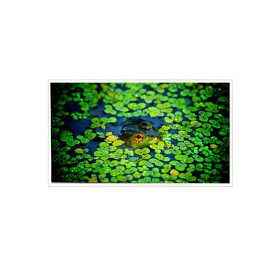 Harga yang bagus 1920*1080 QV215FHB-N51 layar LCD 21,5 inci untuk industri on line