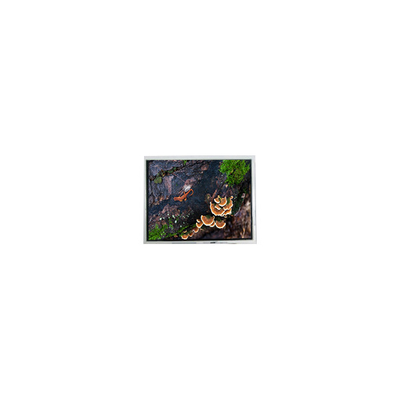 Harga yang bagus baru 3,0 inci 30WQF0H 240 * 400 5S1P WLED layar LCD Modul on line