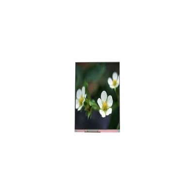 Harga yang bagus PP055IA-09B 1440*2560 5,5 inci 16,7M Layar LCD on line