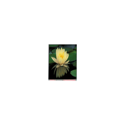 Harga yang bagus 1080*1920 PP060IC-01D 6.0 inci 1000: 1 Panel layar LCD on line